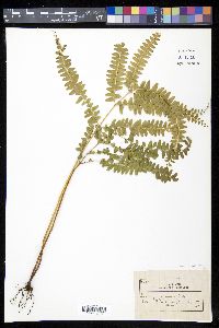 Lindsaea guianensis image