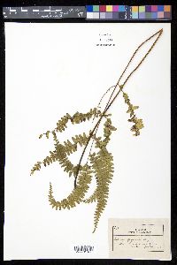 Lindsaea guianensis image