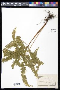 Lindsaea guianensis image