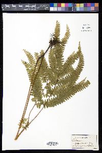 Lindsaea guianensis image