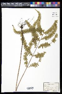 Lindsaea guianensis image