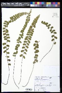 Lindsaea botrychioides image