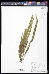 Lindsaea stricta image