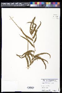 Lindsaea stricta image