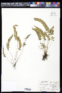 Lindsaea stricta image