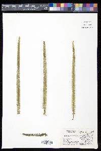 Lindsaea stricta image
