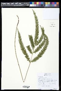 Lindsaea quadrangularis image