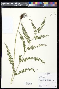 Lindsaea quadrangularis image