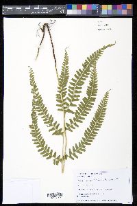 Lindsaea quadrangularis image