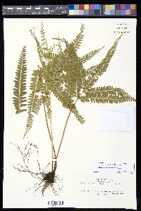 Lindsaea portoricensis image