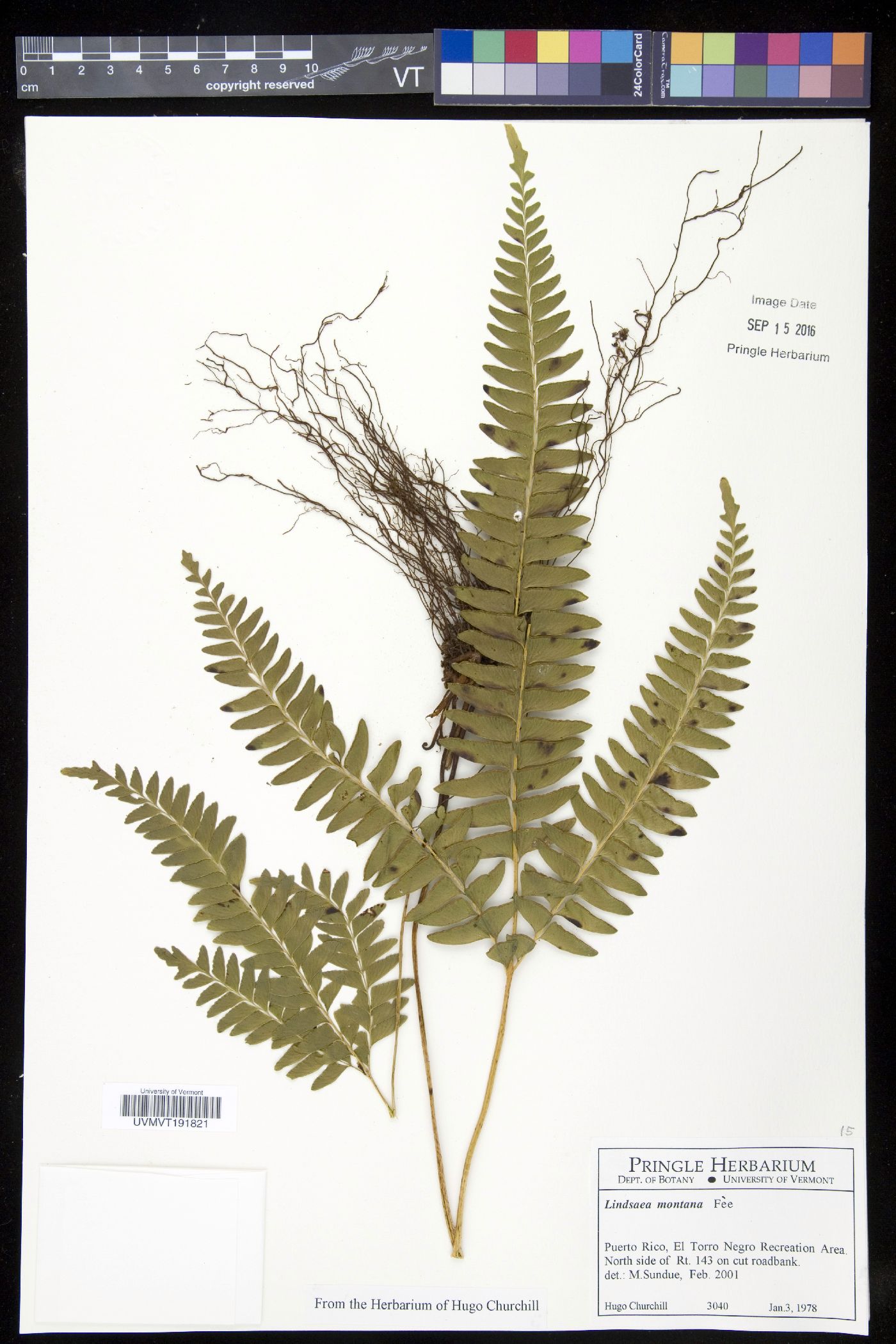 Lindsaea montana image