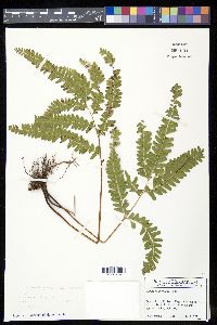 Lindsaea montana image