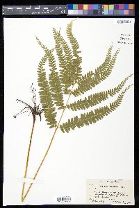 Lindsaea montana image