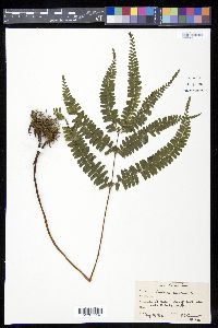 Lindsaea montana image
