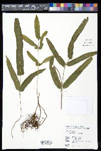 Lindsaea ensifolia image