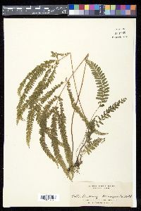 Lindsaea longifolia image