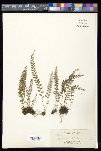 Lindsaea odorata image
