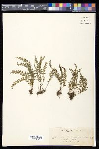 Lindsaea odorata image