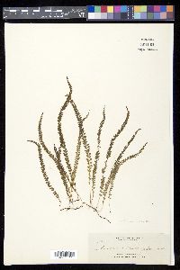 Lindsaea pulchella image
