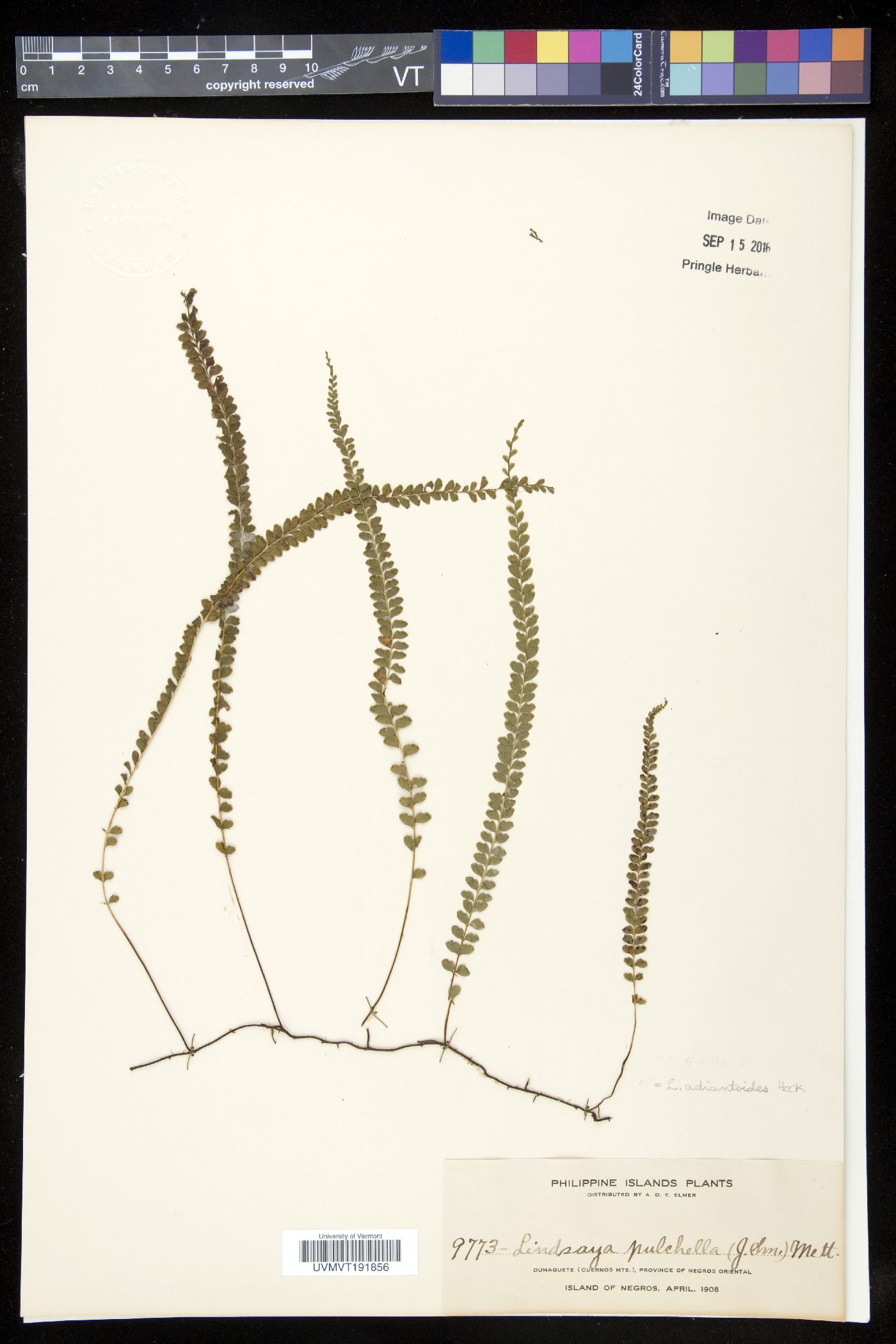 Lindsaea adiantoides image