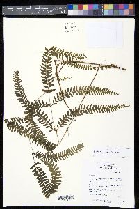 Lindsaea microstegia image