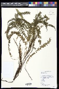 Lindsaea merrillii image
