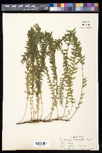 Lindsaea merrillii image