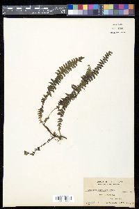 Lindsaea merrillii image