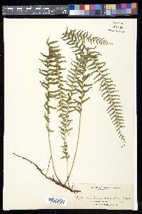 Lindsaea merrillii image