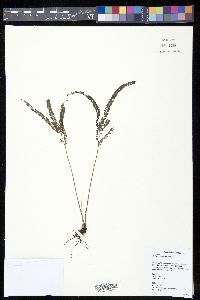 Lindsaea longifolia image