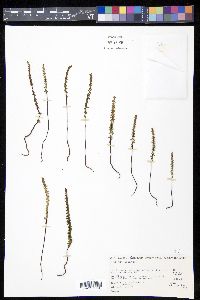 Lindsaea linearis image