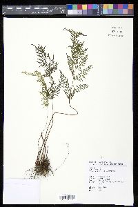 Media resource of Lindsaea kawabatae