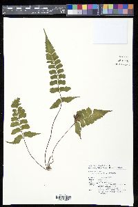 Lindsaea javanensis image