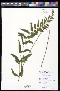 Lindsaea heterophylla image