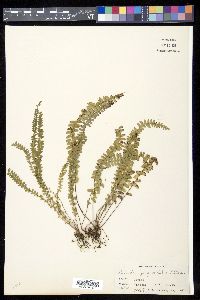 Lindsaea lucida image