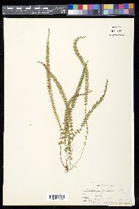 Lindsaea lucida image