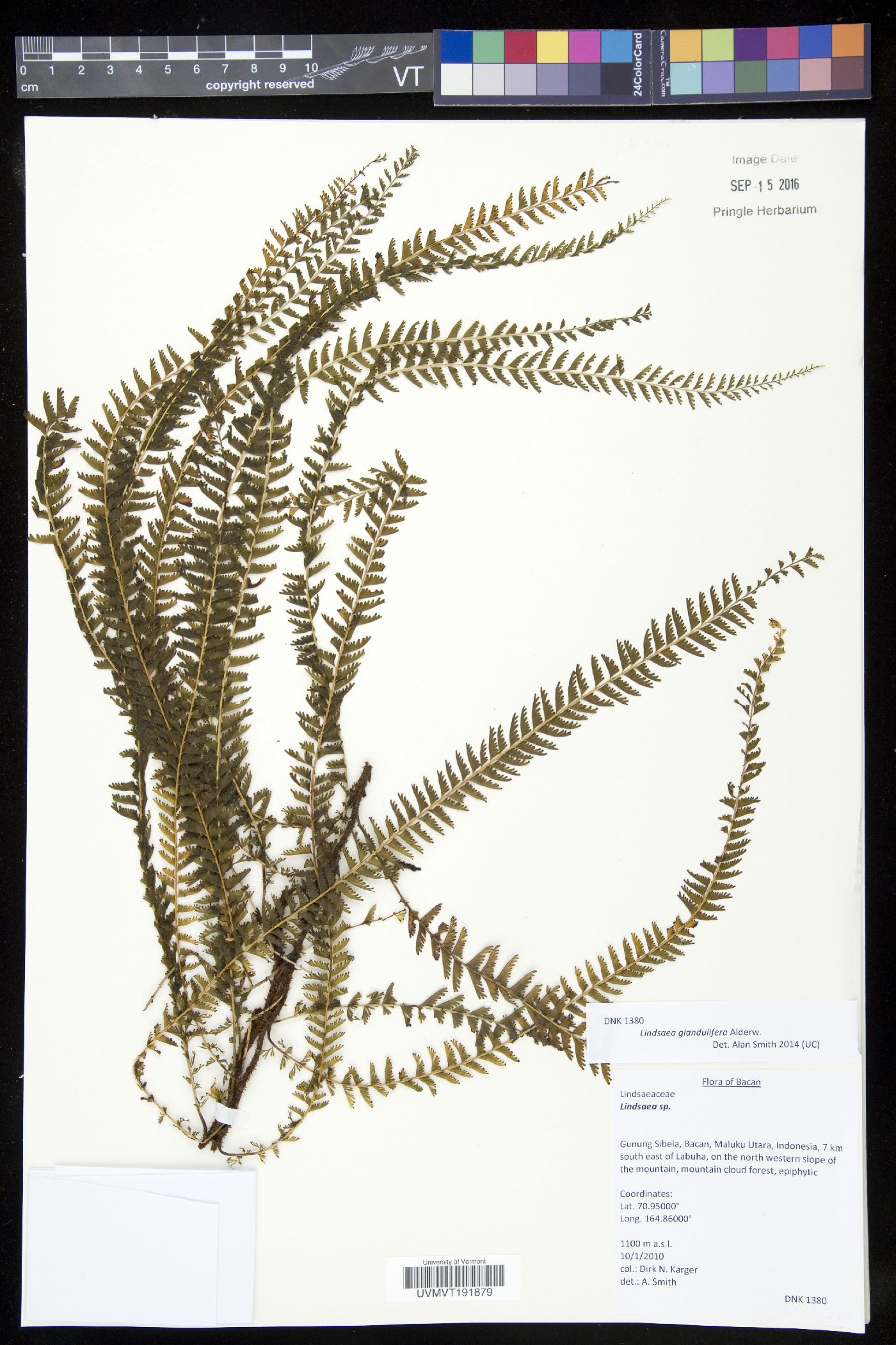 Lindsaea glandulifera image