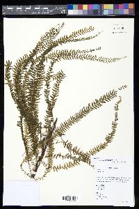 Lindsaea glandulifera image