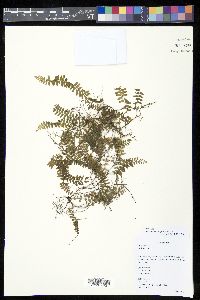 Lindsaea repens image