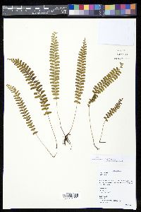Lindsaea repens image