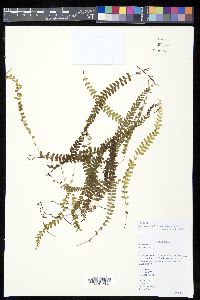 Lindsaea pulchella image