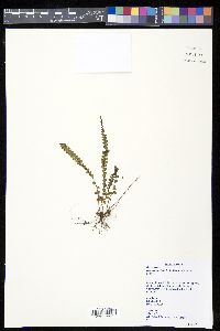 Lindsaea pulchella image