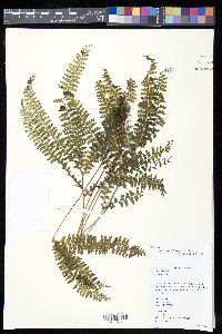 Lindsaea parallelogramma image