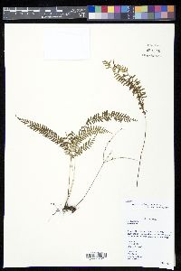 Lindsaea parallelogramma image