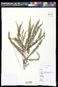 Lindsaea parallelogramma image