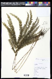 Lindsaea parallelogramma image