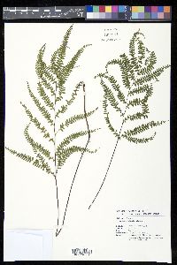 Lindsaea pacifica image