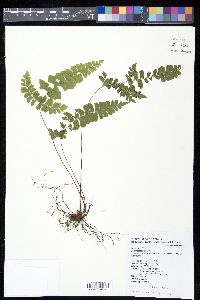 Lindsaea javanensis image