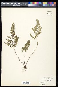 Lindsaea orbiculata image