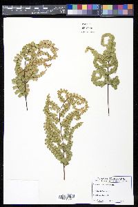 Lindsaea nervosa image